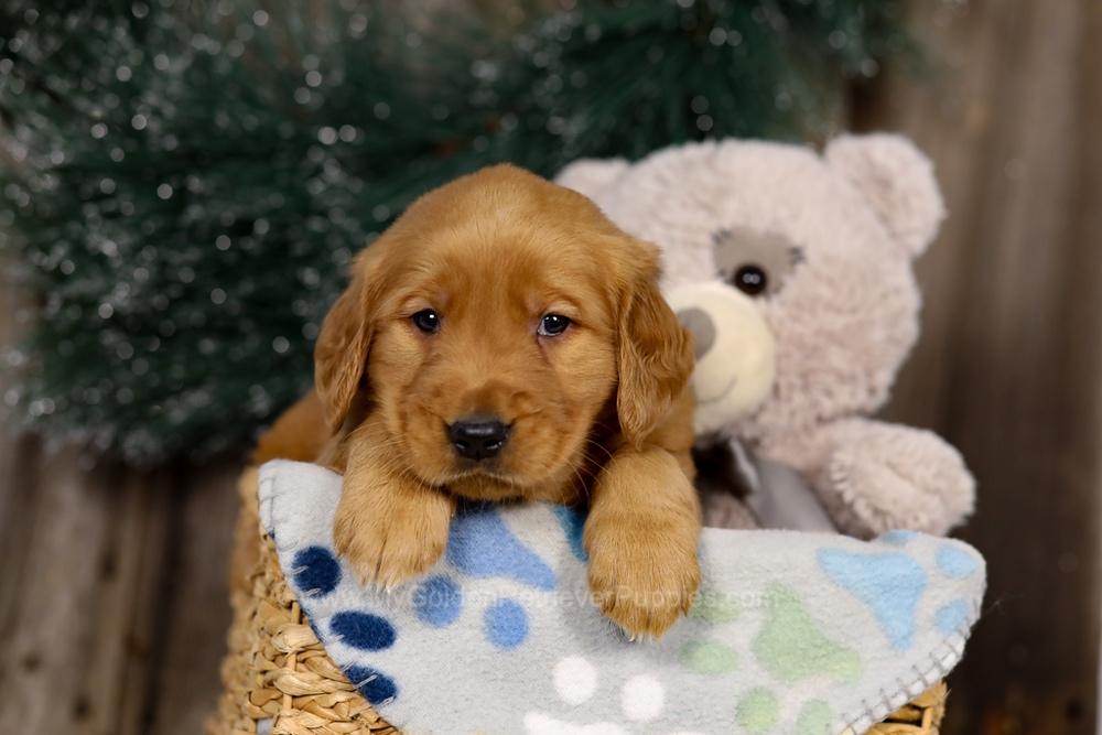 Jasper Image of Jasper, a Golden Retriever puppy