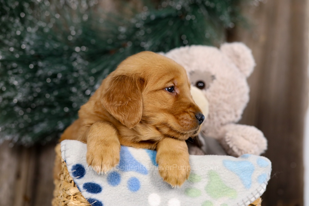 Jasper Image of Jasper, a Golden Retriever puppy