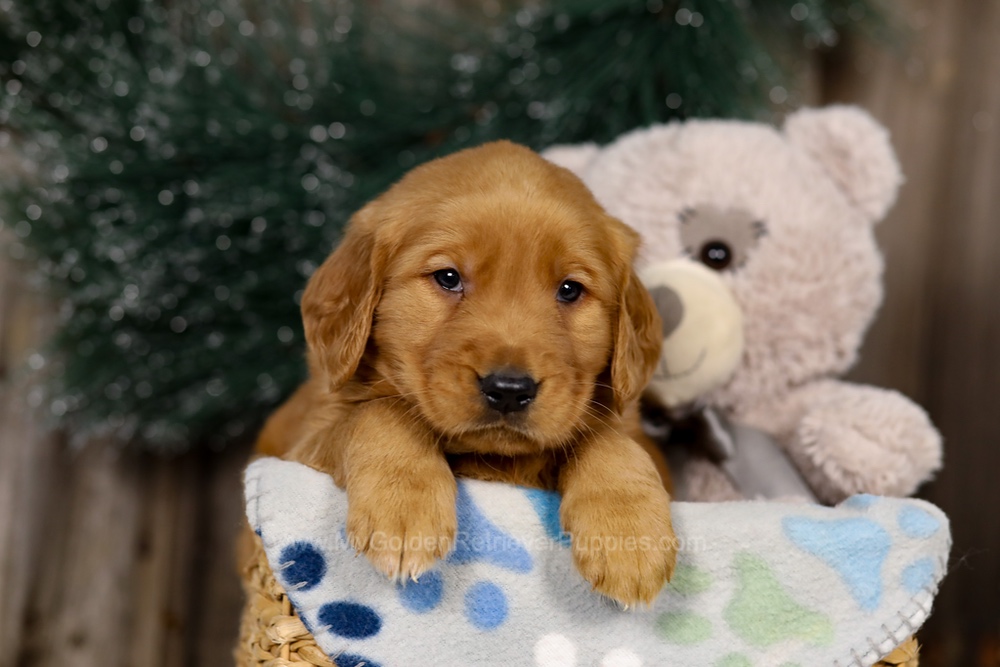 Jasper Image of Jasper, a Golden Retriever puppy