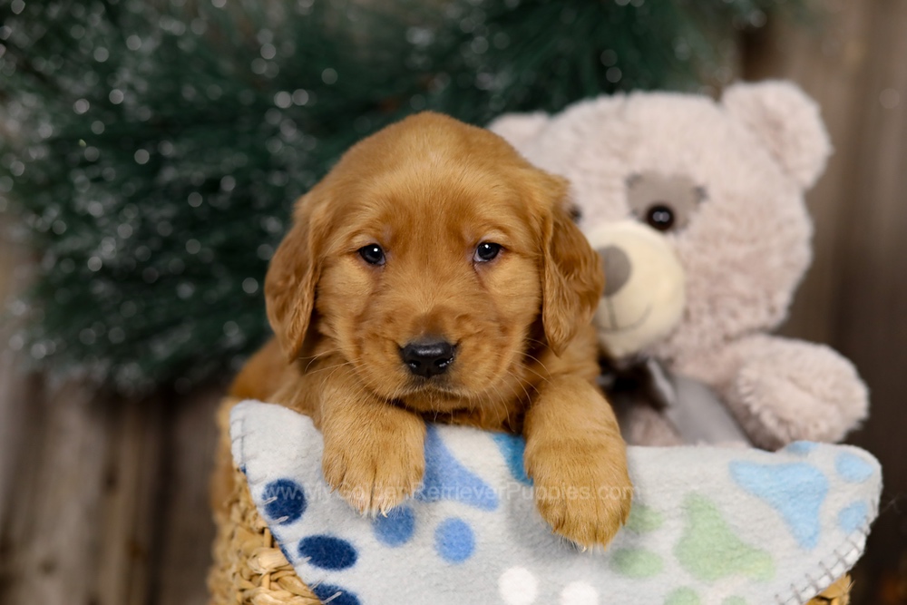 Jasper Image of Jasper, a Golden Retriever puppy