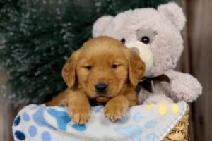 Image of Jenny, a Golden Retriever puppy