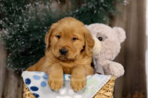 Image of Jett, a Golden Retriever puppy