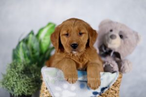 Image of Jewel, a Golden Retriever puppy