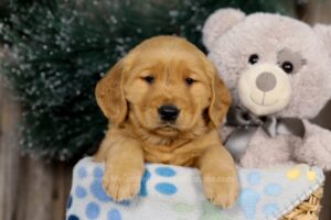 Image of Jewel, a Golden Retriever puppy