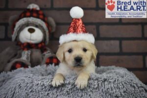 Image of Jingles, a Golden Retriever puppy