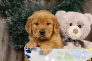 Image of Judge, a Golden Retriever puppy