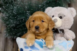 Image of Judy, a Golden Retriever puppy
