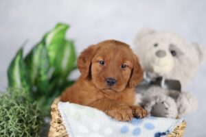 Image of Juliet, a Golden Retriever puppy