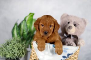 Image of June, a Golden Retriever puppy