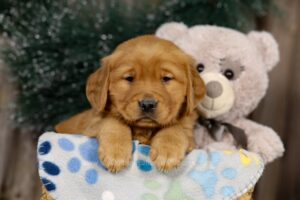 Image of June, a Golden Retriever puppy