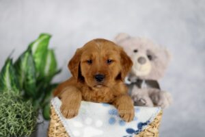 Image of Jupiter, a Golden Retriever puppy