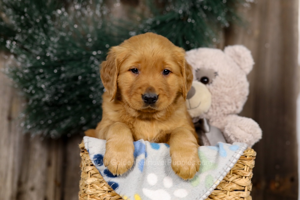 Jupiter Image of Jupiter, a Golden Retriever puppy