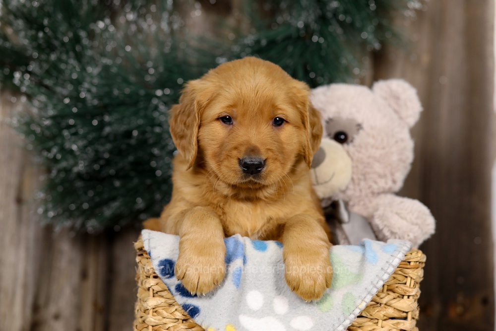 Jupiter Image of Jupiter, a Golden Retriever puppy