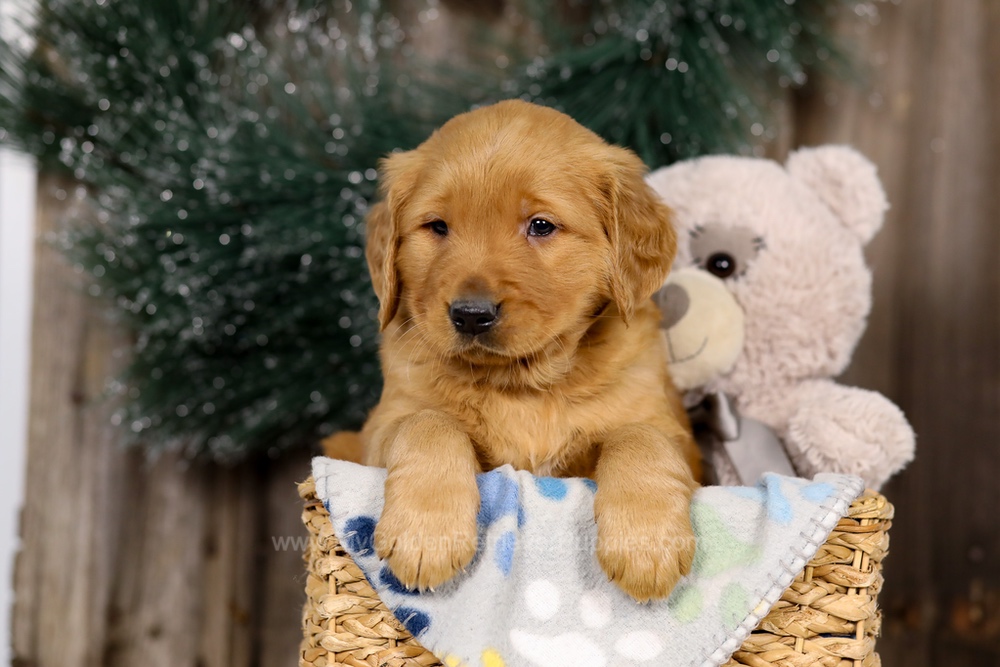 Jupiter Image of Jupiter, a Golden Retriever puppy