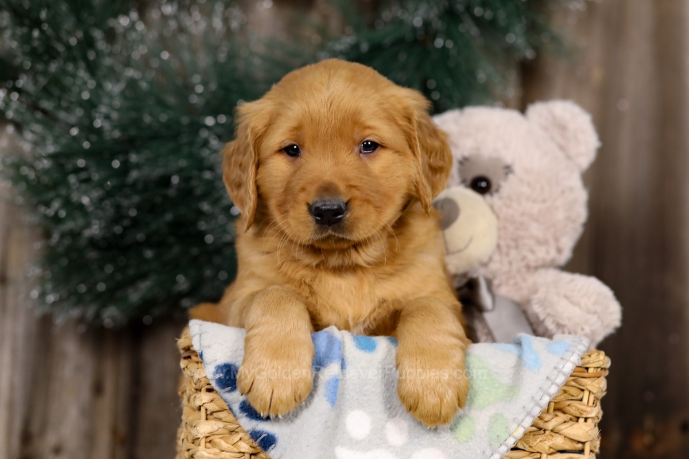 Jupiter Image of Jupiter, a Golden Retriever puppy