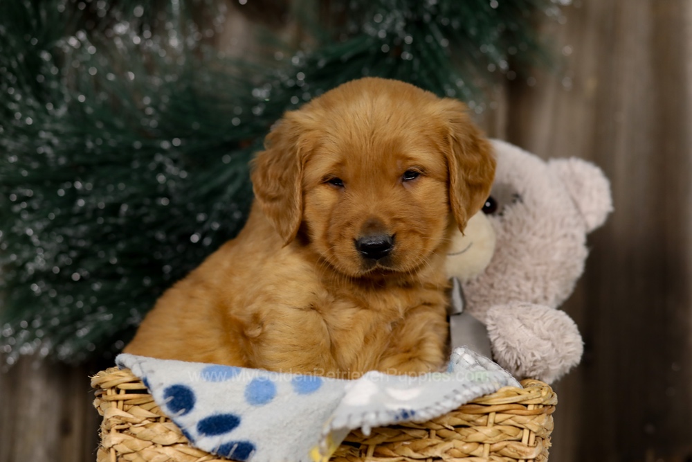 Jupiter Image of Jupiter, a Golden Retriever puppy