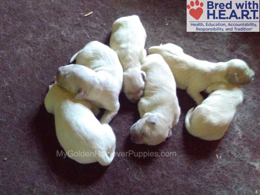 Murphy š¤ Marley - Jan 14 Image of Murphy š¤ Marley - Jan 14, a Golden Retriever puppy