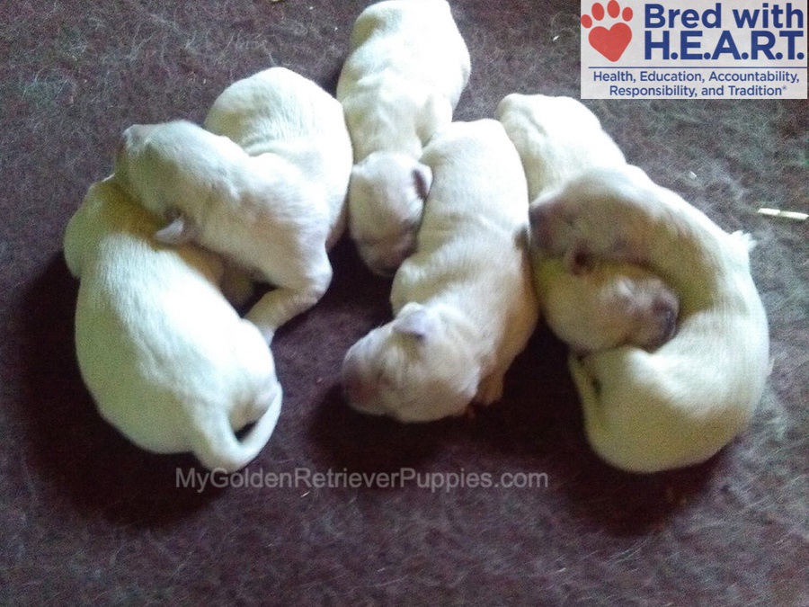 Murphy š¤ Marley - Jan 14 Image of Murphy š¤ Marley - Jan 14, a Golden Retriever puppy