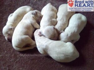 Image of Murphy  🤍 Marley - Jan 14, a Golden Retriever puppy