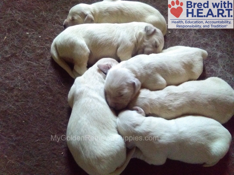 Murphy š¤ Marley - Jan 14 Image of Murphy š¤ Marley - Jan 14, a Golden Retriever puppy