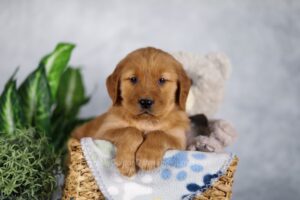 Image of Karla, a Golden Retriever puppy