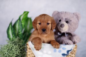 Image of Kelsey, a Golden Retriever puppy