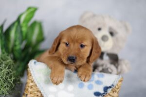 Image of Kiki, a Golden Retriever puppy