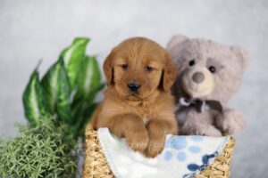 Image of King, a Golden Retriever puppy