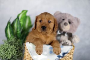 Image of Kirk, a Golden Retriever puppy