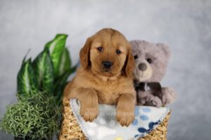 Image of Knox, a Golden Retriever puppy