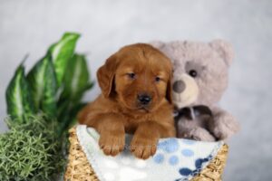 Image of Kobe, a Golden Retriever puppy