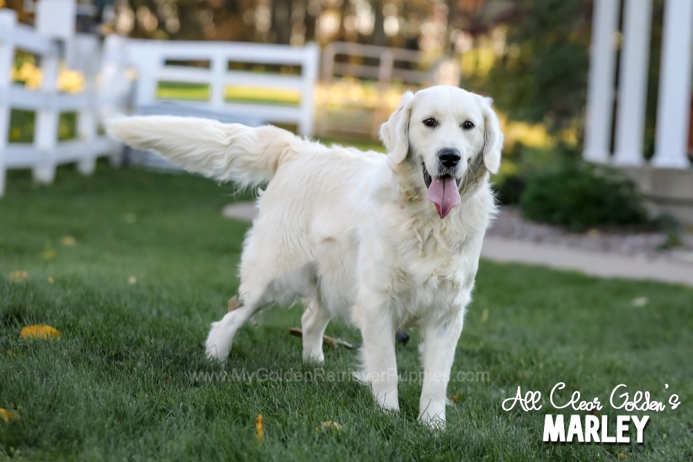 Murphy š¤ Marley - Jan 14 Image of Murphy š¤ Marley - Jan 14, a Golden Retriever puppy