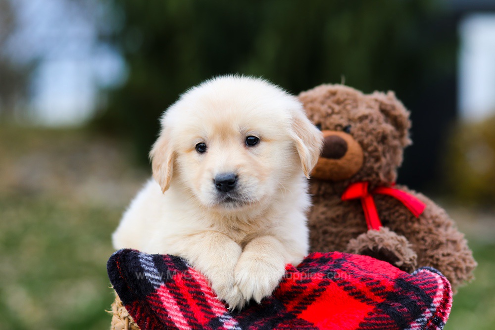 Pumpkin Image of Pumpkin, a Golden Retriever puppy