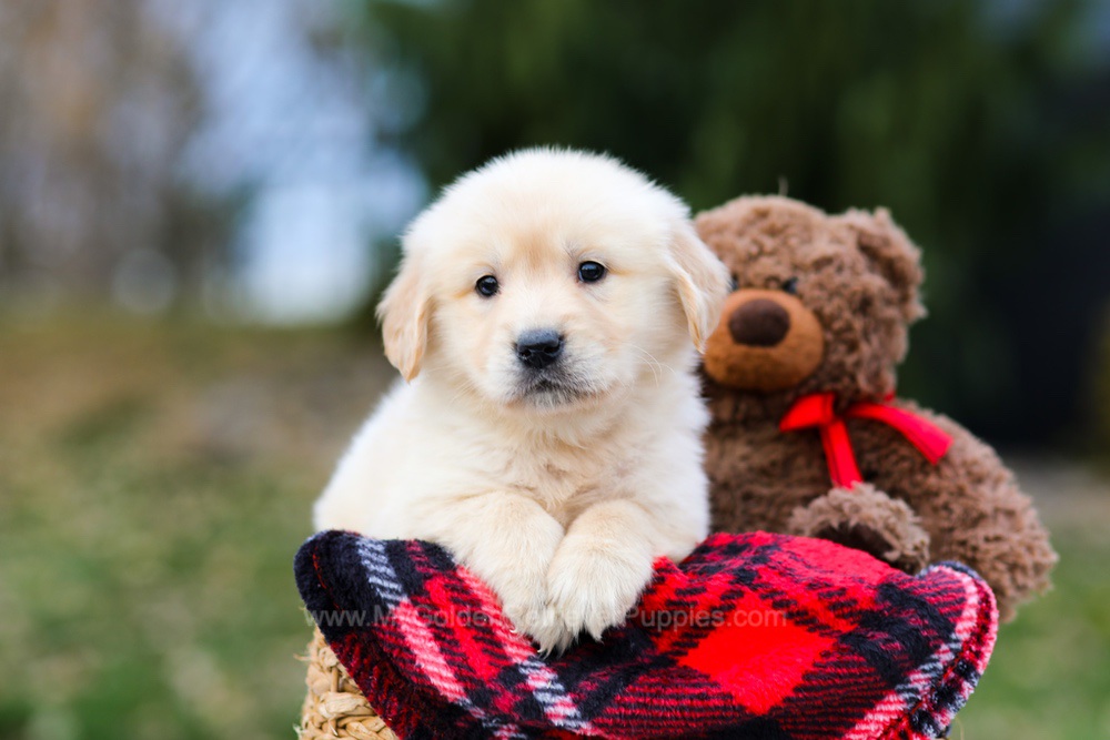 Pumpkin Image of Pumpkin, a Golden Retriever puppy