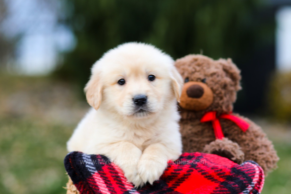 Pumpkin Image of Pumpkin, a Golden Retriever puppy