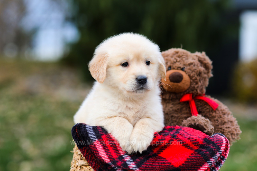 Pumpkin Image of Pumpkin, a Golden Retriever puppy