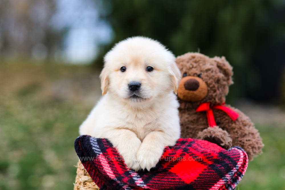 Pumpkin Image of Pumpkin, a Golden Retriever puppy