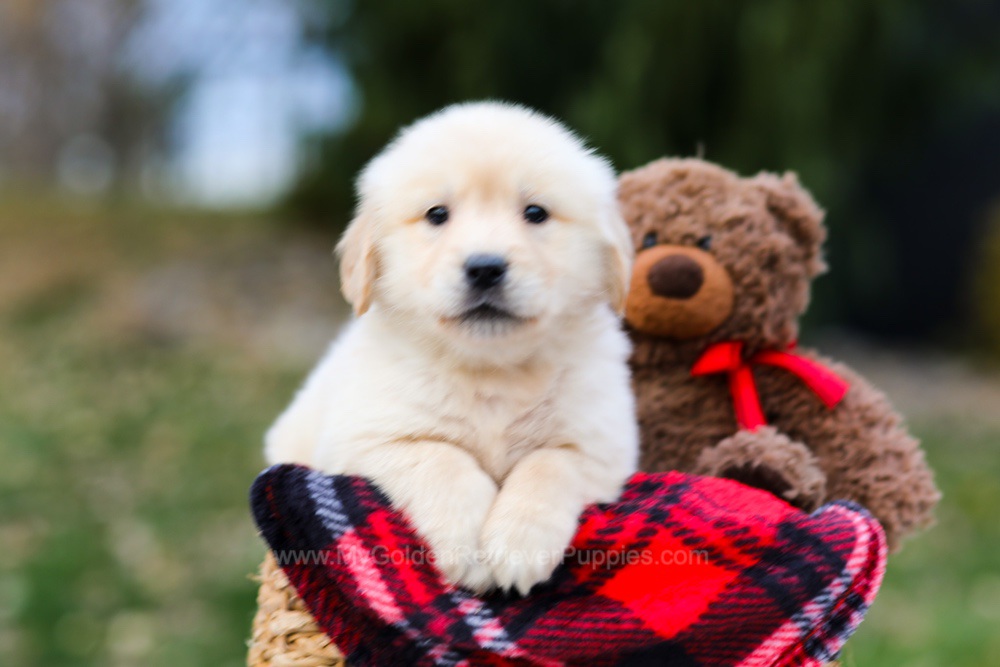 Pumpkin Image of Pumpkin, a Golden Retriever puppy