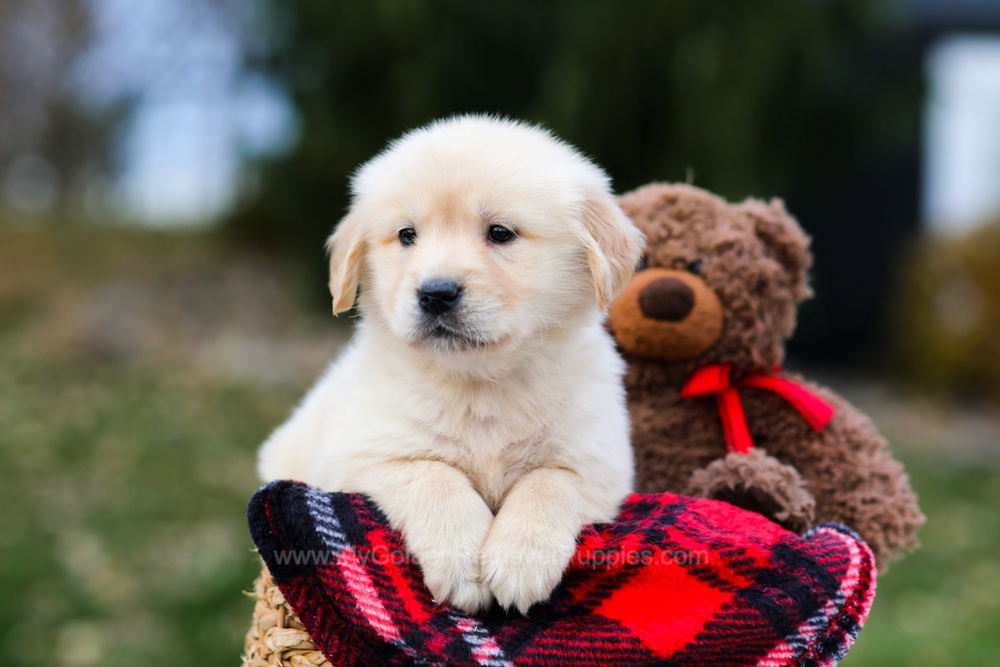 Pumpkin Image of Pumpkin, a Golden Retriever puppy