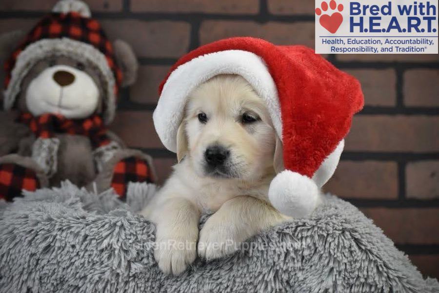 Santa Image of Santa, a Golden Retriever puppy