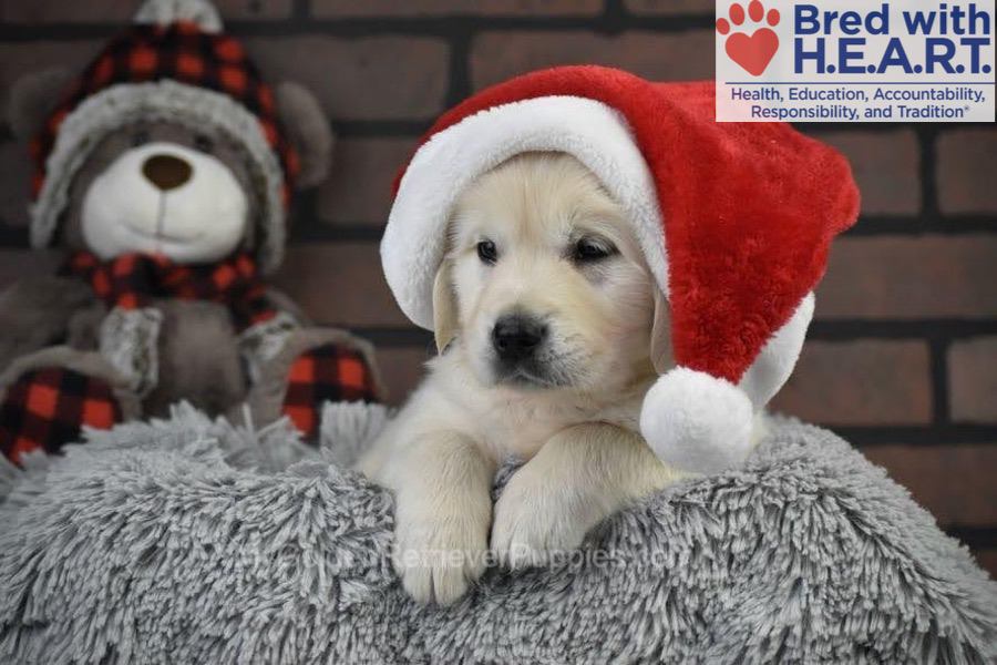 Santa Image of Santa, a Golden Retriever puppy