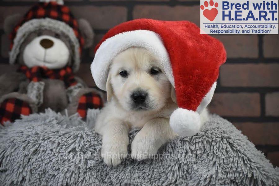 Santa Image of Santa, a Golden Retriever puppy