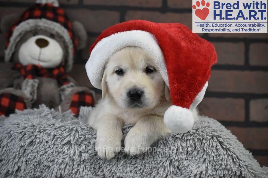 Santa Image of Santa, a Golden Retriever puppy