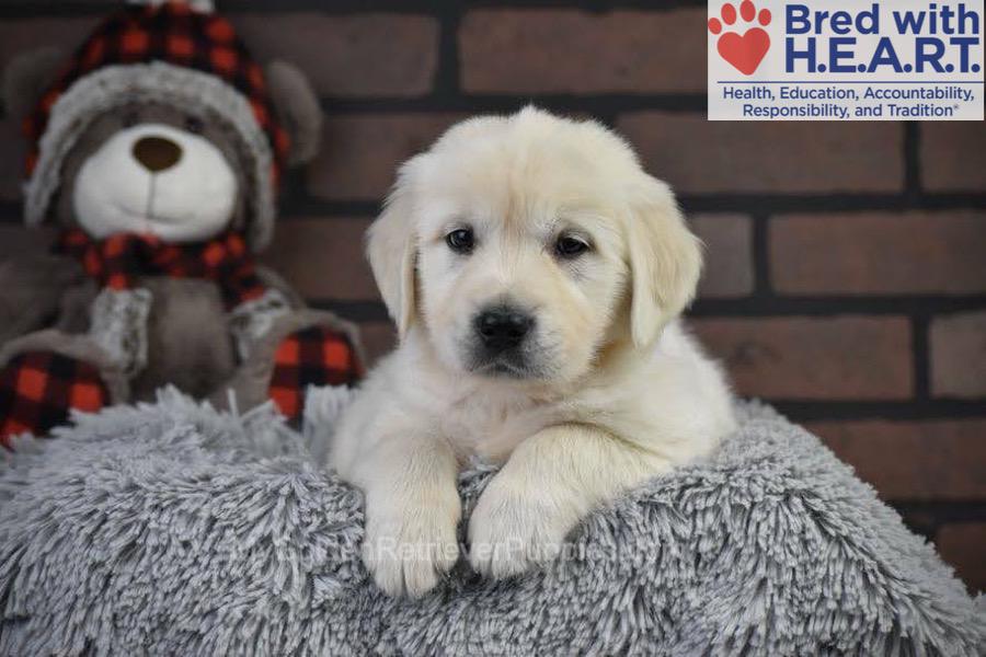 Santa Image of Santa, a Golden Retriever puppy