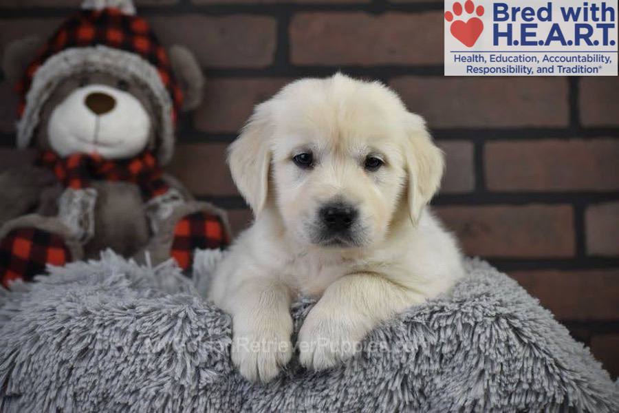 Santa Image of Santa, a Golden Retriever puppy