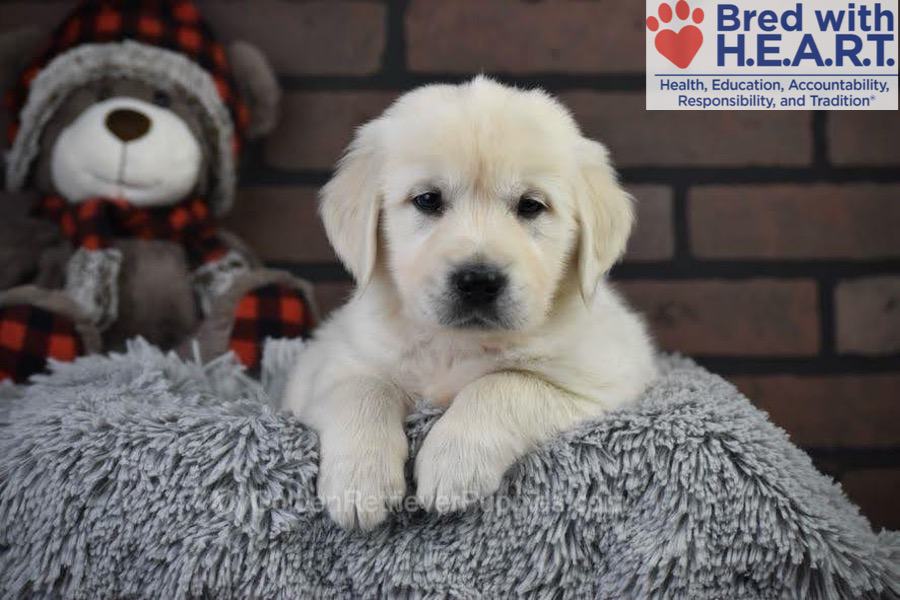 Santa Image of Santa, a Golden Retriever puppy