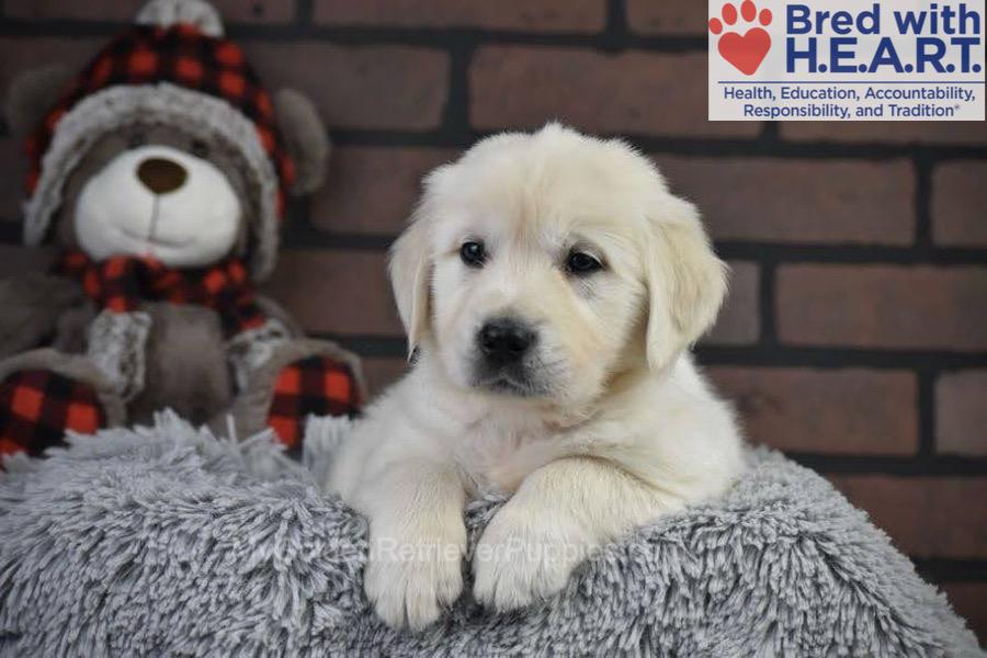 Santa Image of Santa, a Golden Retriever puppy