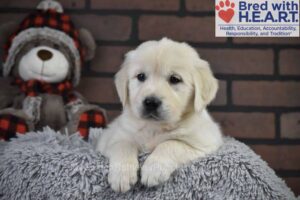 Image of Santa, a Golden Retriever puppy