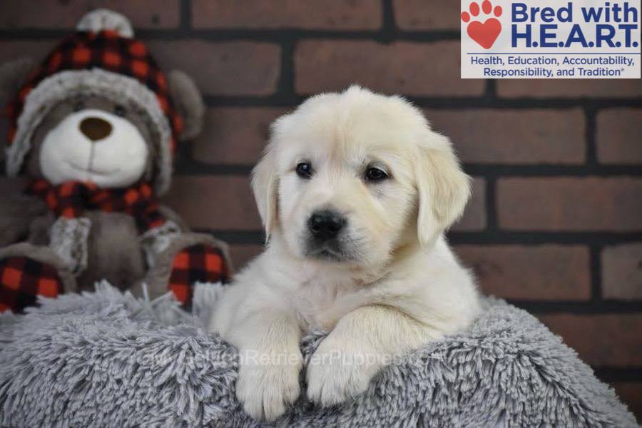 Santa Image of Santa, a Golden Retriever puppy