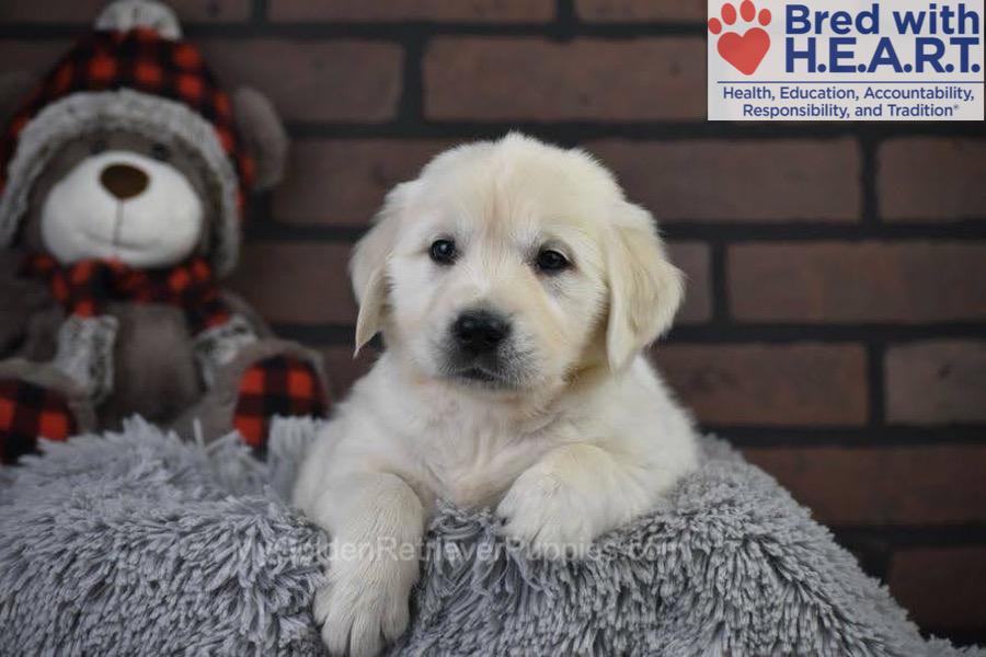 Santa Image of Santa, a Golden Retriever puppy